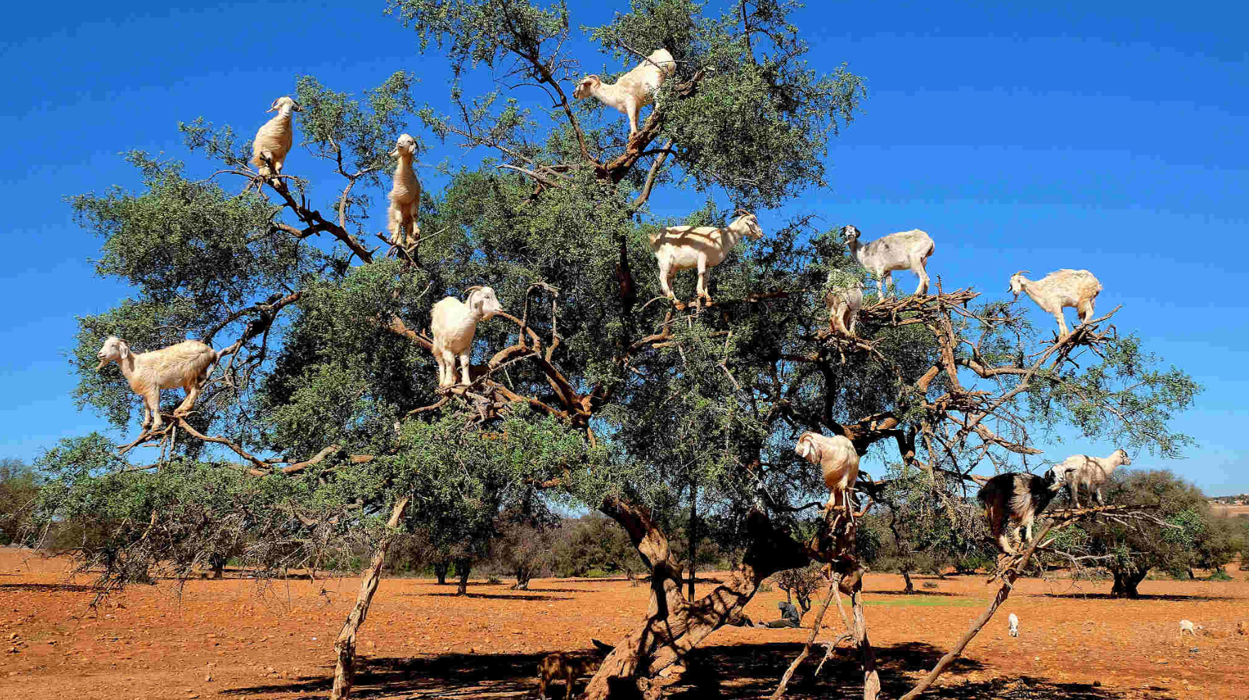 🌊 Essaouira playa y pueblo pesquero: (Excursión de 1 día) Precio total 19€ por persona 🔒Reserva tu plaza con una señal de 9€ y paga el resto el día de la excursión